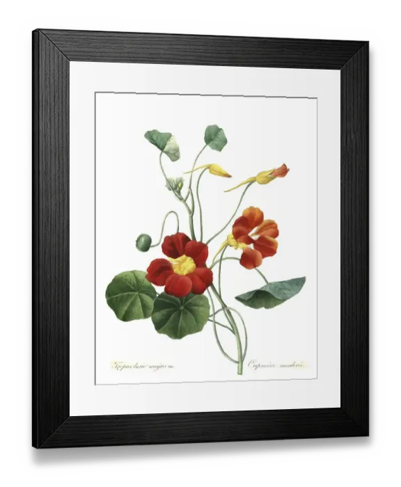 Framed Print : Garden nasturtium (Tropaeolum majus) Framed Print : Garden nasturtium (Tropaeolum majus)