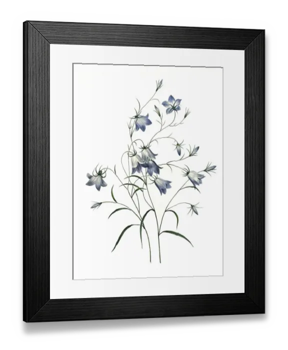 Framed Print : Campanule clochette, meadow bellflower