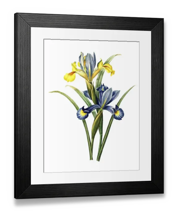 Framed Print : Spanish iris or Spanish iris, Iris xiphium