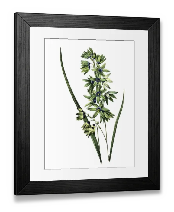 Framed Print : Ixia viridifloria, Ixia, Glutinous Sword