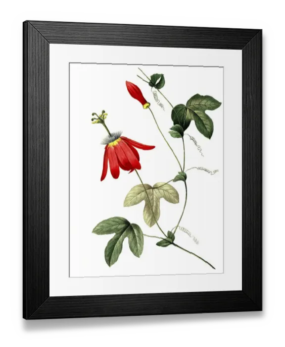 Framed Print : Passion flower, Passiflora racemosa Framed Print : Passion flower, Passiflora racemosa
