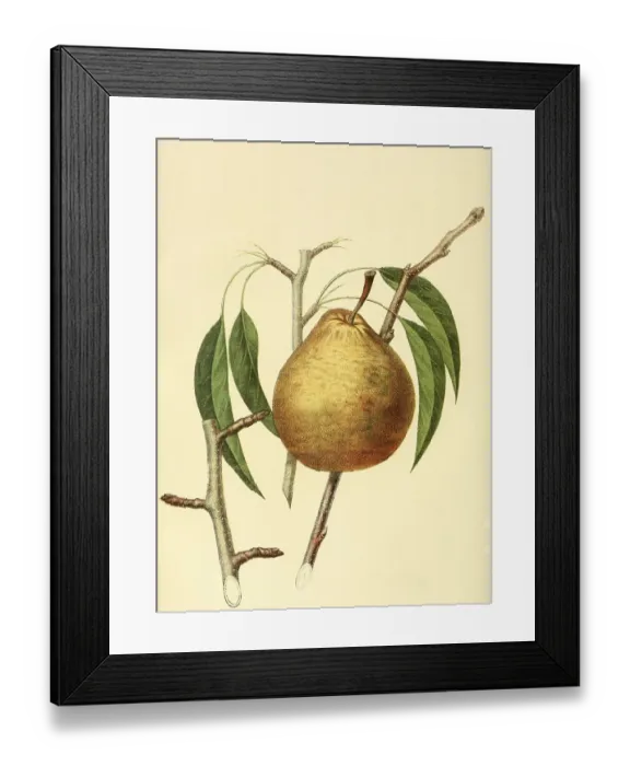 Framed Print : Pear of the Winter Nelis Pear variety Framed Print : Pear of the Winter Nelis Pear variety