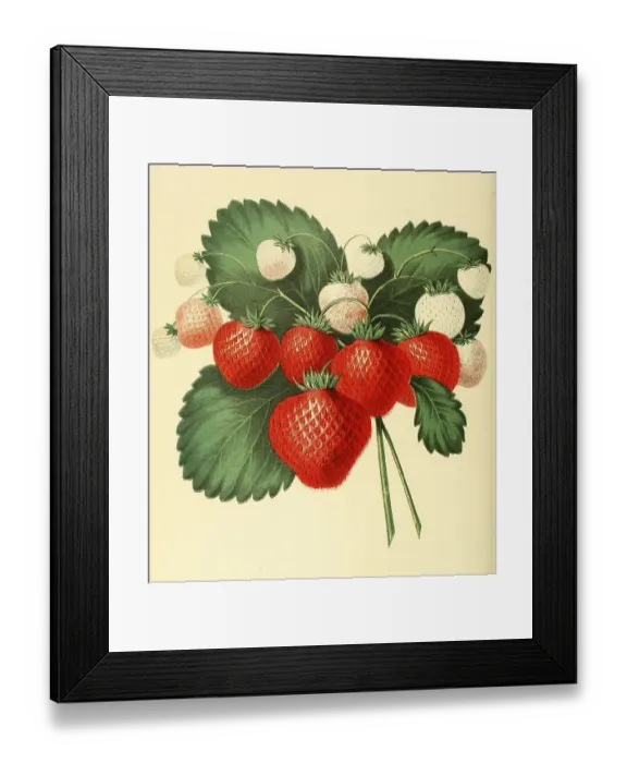 Framed Print : Strawberry, cultivating one of the most popular and lucrative strawberries Framed Print : Strawberry, cultivating one of the most popular and lucrative strawberries