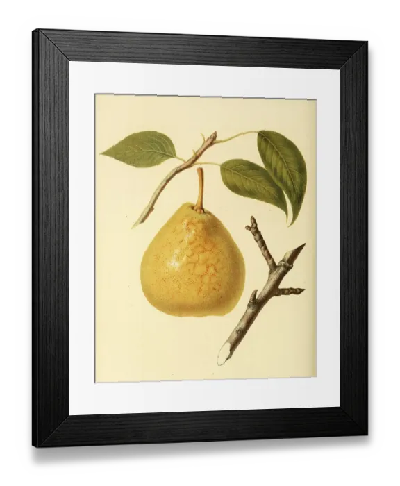 Framed Print : Pear of the Saint Andre Pear variety Framed Print : Pear of the Saint Andre Pear variety