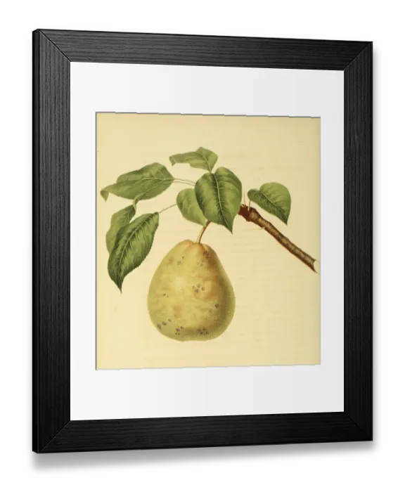 Framed Print : Pear of the Hull Pear variety, digitally processed reproduction of a watercolour drawing from 1856