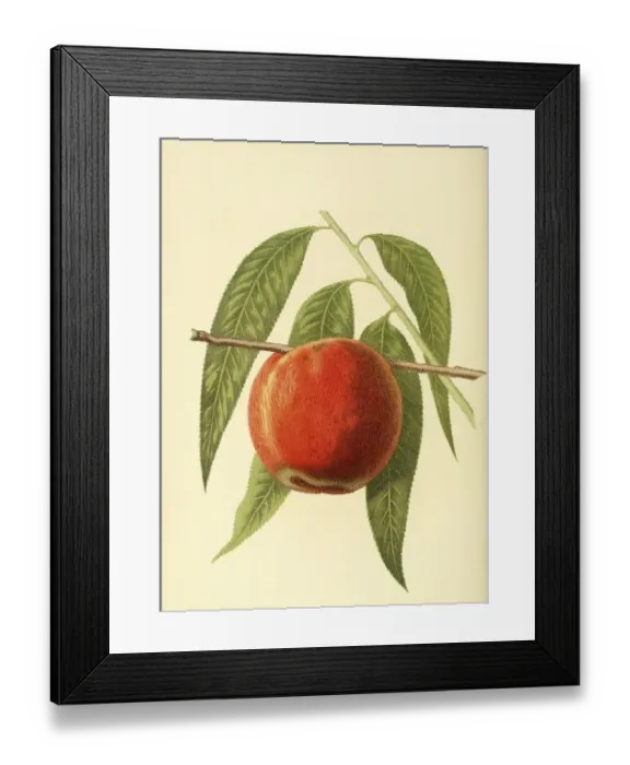 Framed Print : Peach of the variety Cutters Yellow Peach