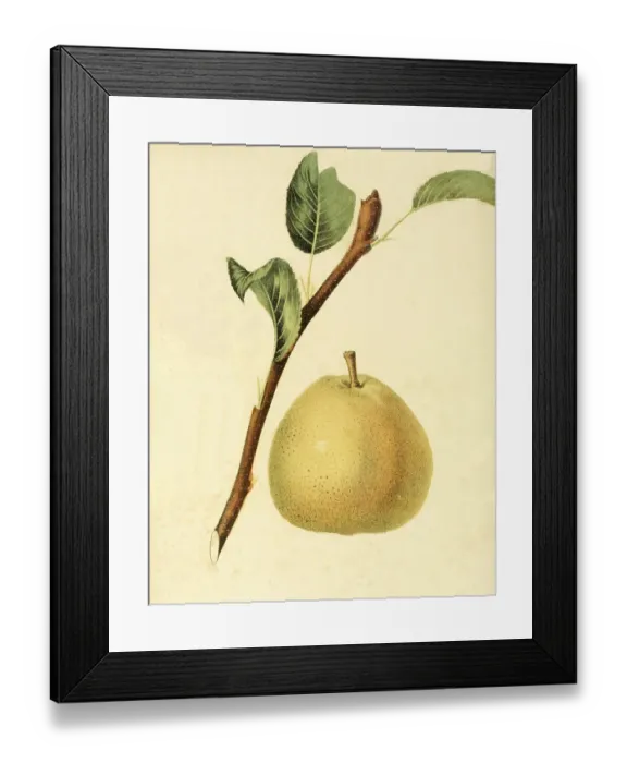 Framed Print : Pear of the Gansells Bergamot Pear variety