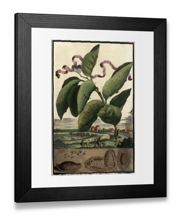 Framed Print : (Insecta) malorum arantiarum et limoniarum and bridges at St Framed Print : (Insecta) malorum arantiarum et limoniarum and bridges at St