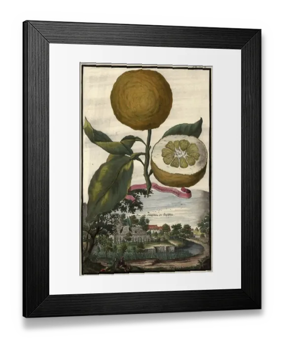 Framed Print : Citrus fruit, Lima romana and the castle of Ziegelstein Framed Print : Citrus fruit, Lima romana and the castle of Ziegelstein