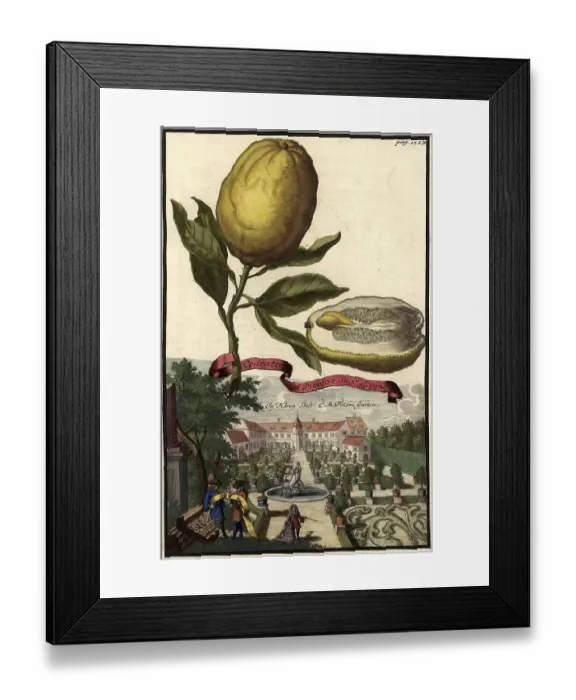 Framed Print : Citrus fruit, Cedrato col Pigolo e Sugo doppio Framed Print : Citrus fruit, Cedrato col Pigolo e Sugo doppio