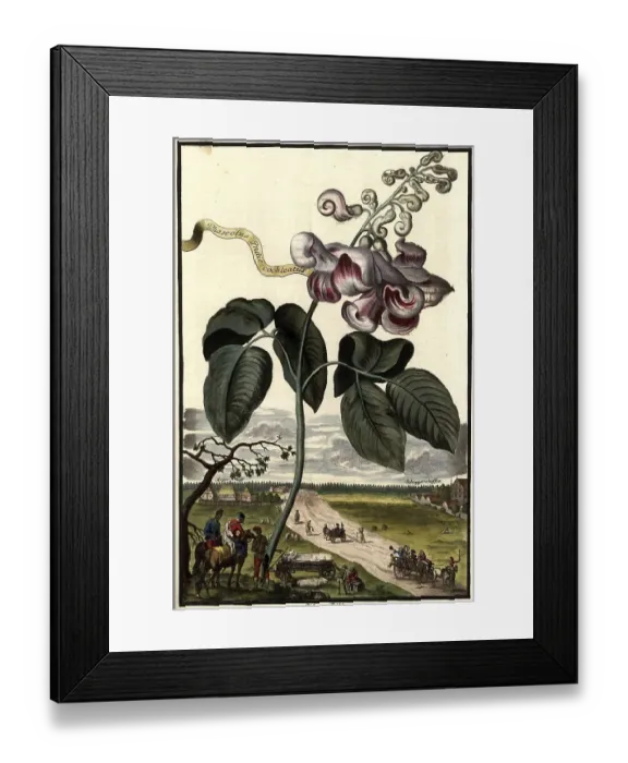 Framed Print : Phaselus cochleatus Orchidee and Pueden-Buehl