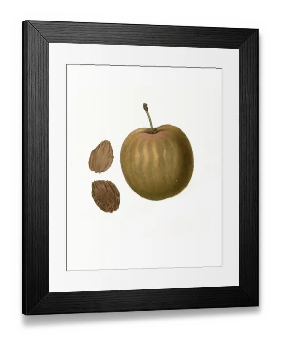 Framed Print : Plum of the General Hand Plum variety digitally restored reproduction of an original from the 19th century