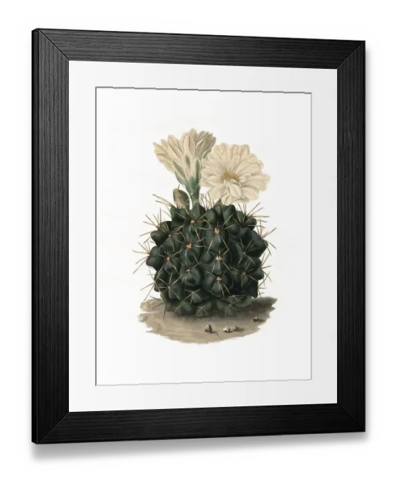 Framed Print : Gymnocalycium gibbosum is a species of plant in the genus Gymnocalycium of the family