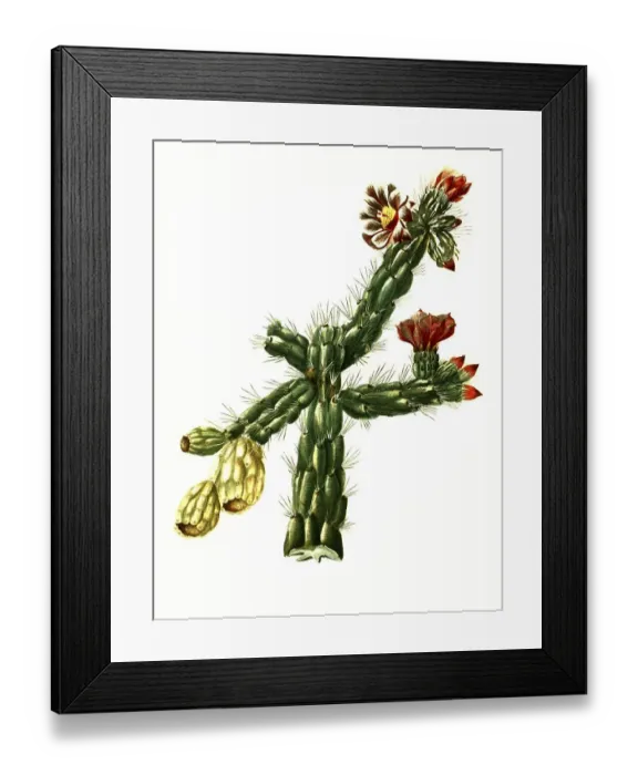 Framed Print : Rosea, Cylindropuntia imbricata subsp