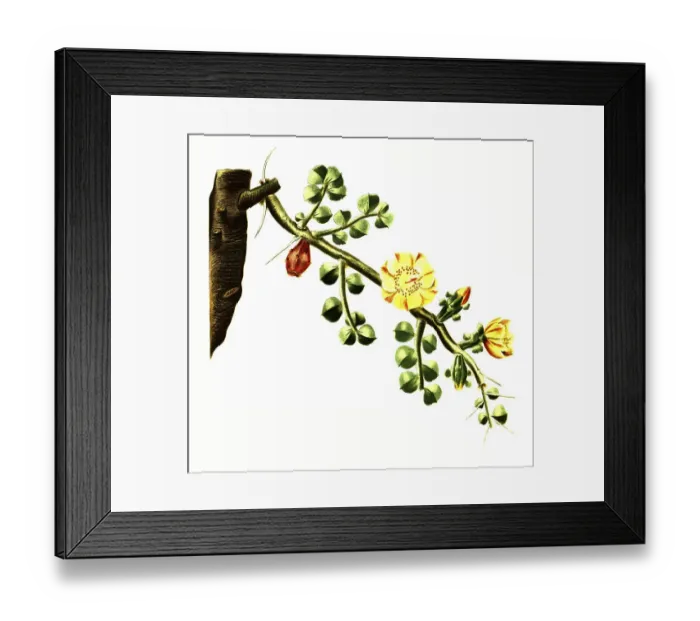 Framed Print : Pereskia rotundifolia is a species of plant in the genus Leuenbergeria in the cactus family