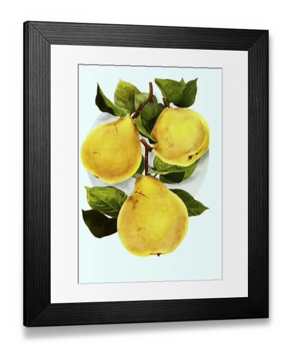 Framed Print : Pears of the variety: 1st Orange Framed Print : Pears of the variety: 1st Orange