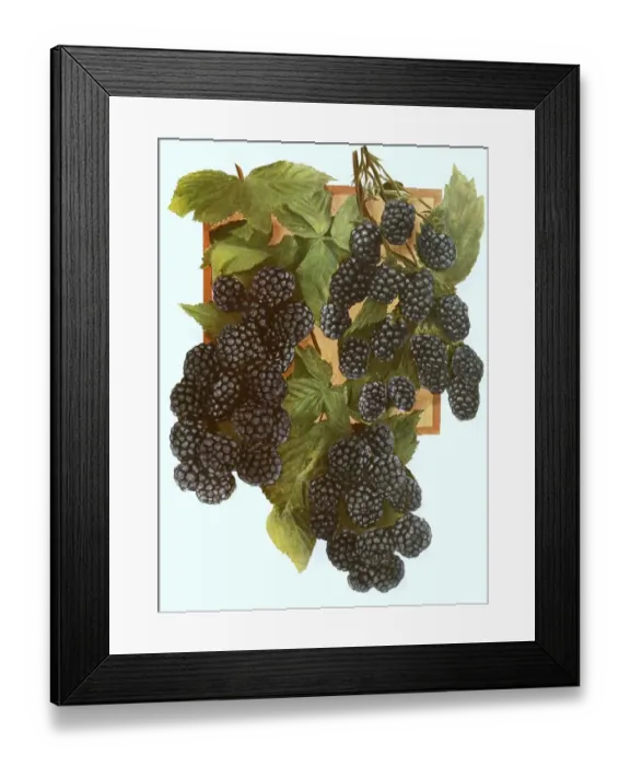 Framed Print : Ripe blackberries on a bush, digitally processed reproduction of a watercolour drawing from 1856