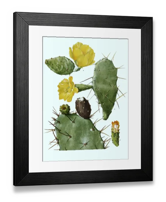 Framed Print : 1, 2. schumannii, 3. Opuntia vulgaris, 4 Framed Print : 1, 2. schumannii, 3. Opuntia vulgaris, 4