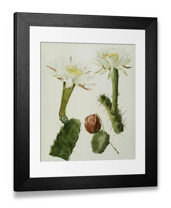Framed Print : 1. acanthocereus pentgonus, 2, 3 Framed Print : 1. acanthocereus pentgonus, 2, 3