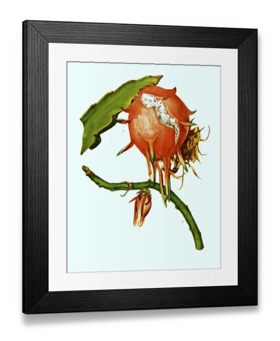 Framed Print : 1. 2. Wilmattea minutiflora, Kaktus