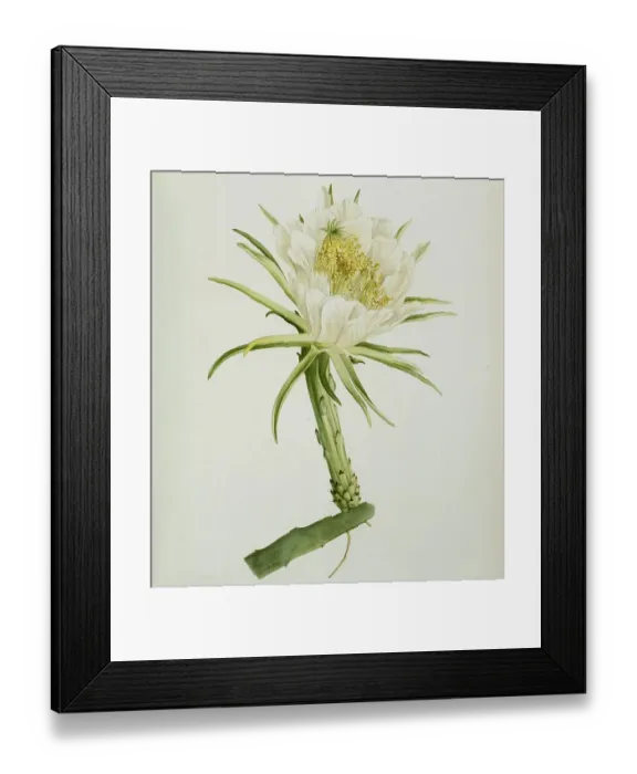Framed Print : Mediocactus coccineus, cactus, cacti Framed Print : Mediocactus coccineus, cactus, cacti