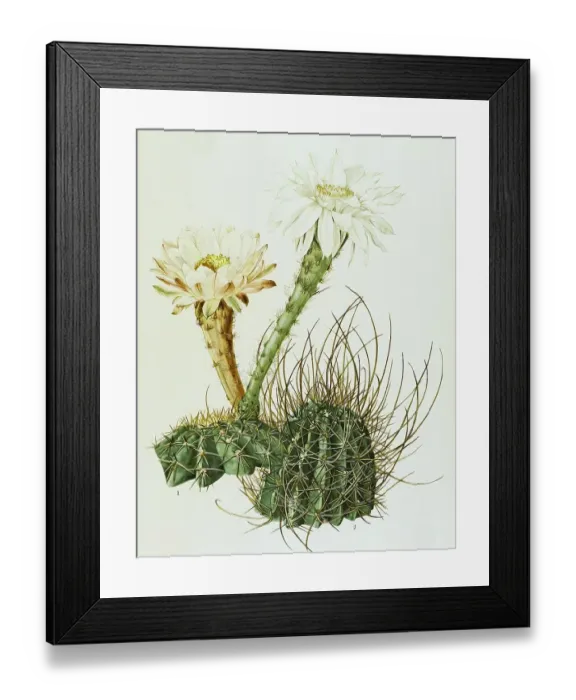 Framed Print : 1. echinopsis silvestrii, 2. echinopsis leucantha