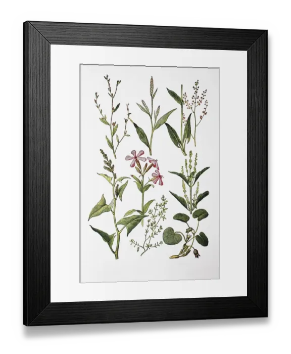 Framed Print : Medicinal plants: Bird's knotweed Framed Print : Medicinal plants: Bird's knotweed