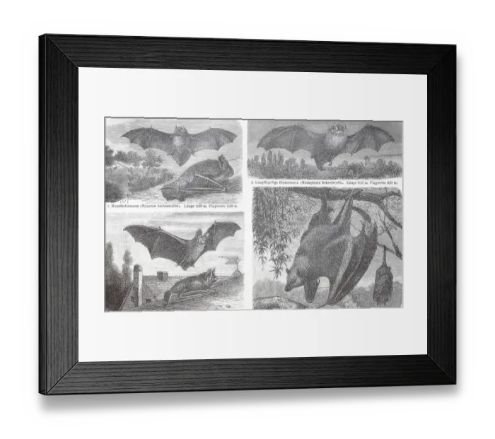 Framed Print : Verschiedene Fledermaeuse, Barbastelle (Barbastella barbastellus) Framed Print : Verschiedene Fledermaeuse, Barbastelle (Barbastella barbastellus)