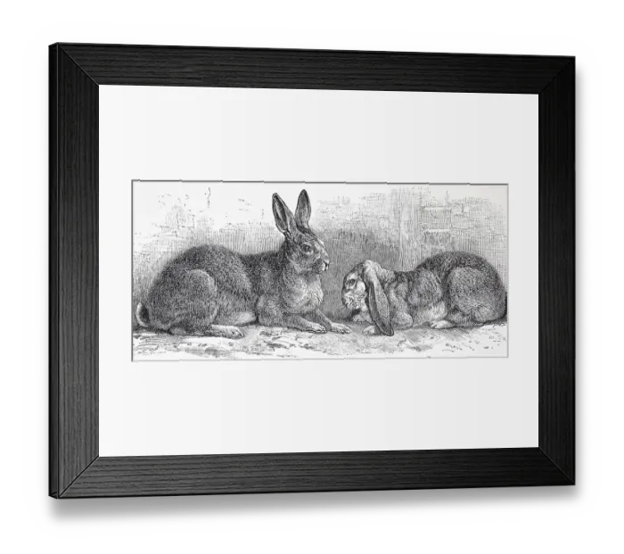 Framed Print : Flemish Giant Rabbit and Ram, Historic