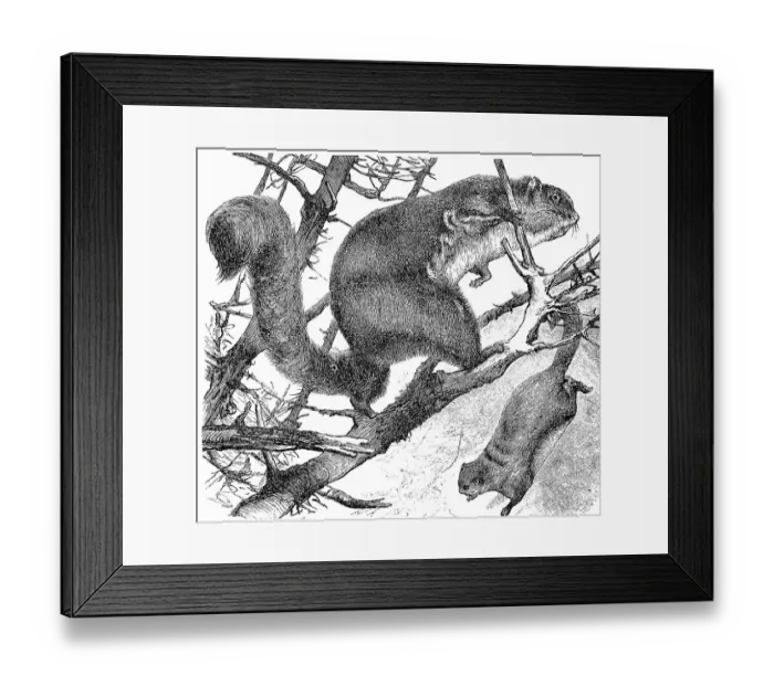 Framed Print : Red Taguan, Pteromys nitidus, Historical Framed Print : Red Taguan, Pteromys nitidus, Historical
