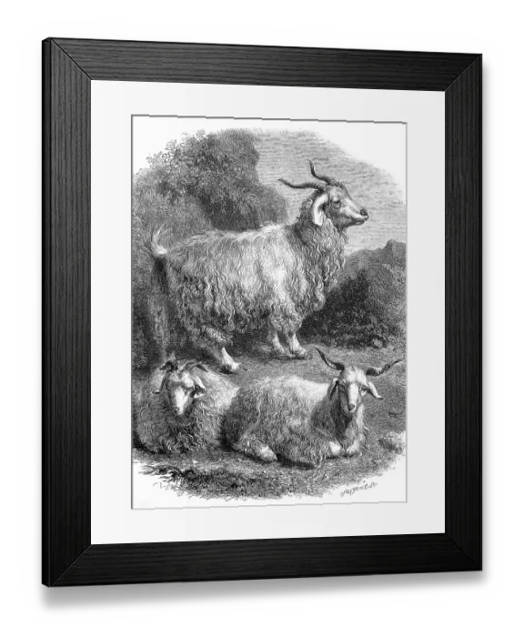 Framed Print : The Angora goat, camel goat, a breed of domestic goat Framed Print : The Angora goat, camel goat, a breed of domestic goat