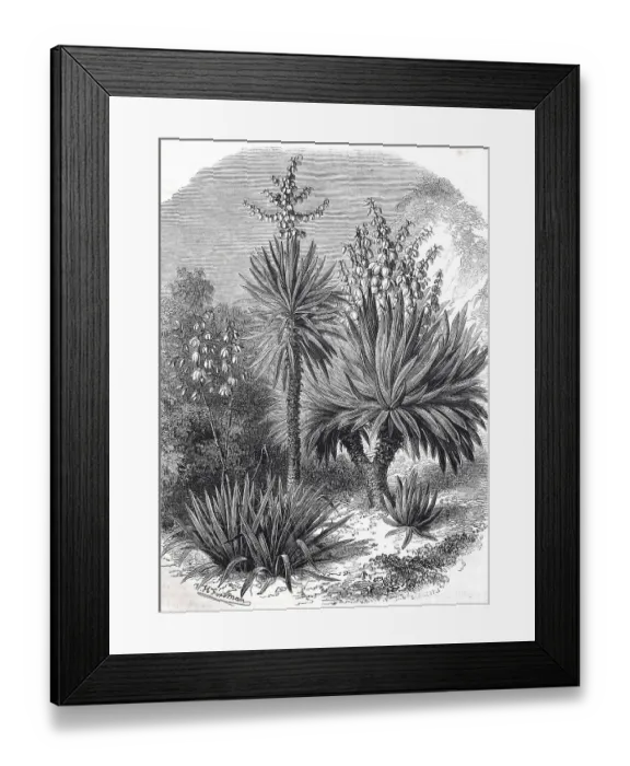 Framed Print : Spanish bayonet (Yucca aloifolia)
