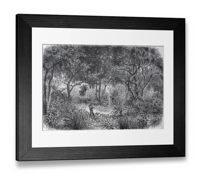Framed Print : Drawing from the African rainforest in 1880 in present-day Ghana