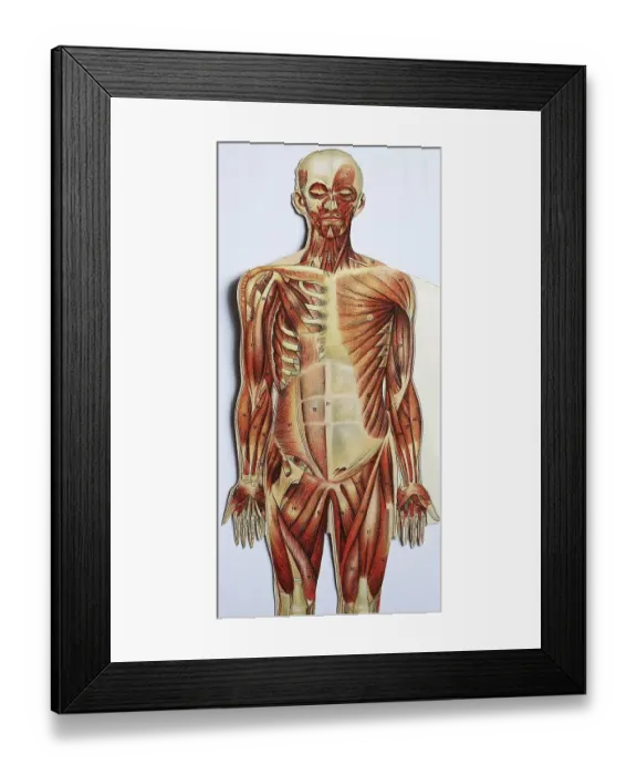Framed Print : Historical representation of the human body according to the state of knowledge of 1870
