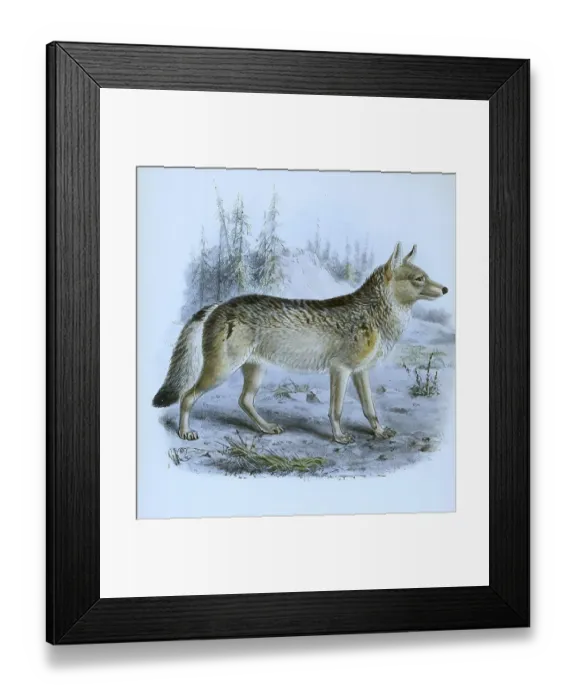 Framed Print : American wolf (canis lupus), Historical