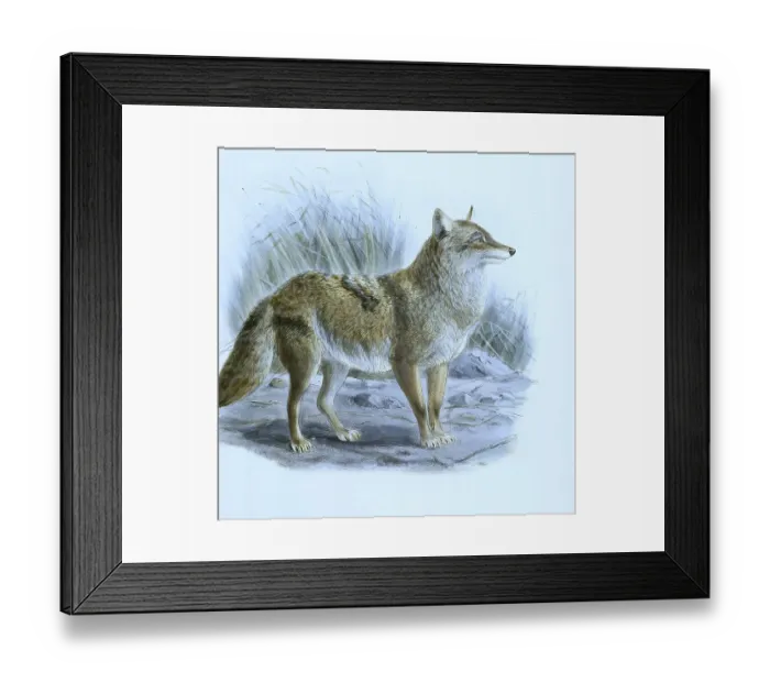 Framed Print : Coyote, Coyote, also North American prairie wolf (Canis latrans) or tumbleweed Framed Print : Coyote, Coyote, also North American prairie wolf (Canis latrans) or tumbleweed