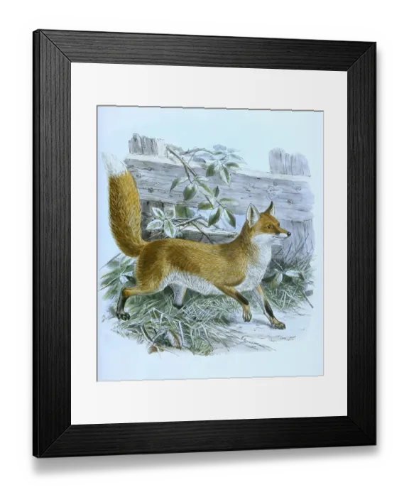 Framed Print : Red fox (Vulpes vulpes), common red fox Framed Print : Red fox (Vulpes vulpes), common red fox