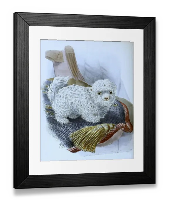 Framed Print : Chihuahua, mexican lap-dog (canis familiaris) Framed Print : Chihuahua, mexican lap-dog (canis familiaris)
