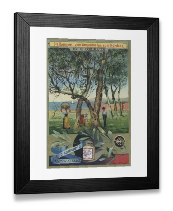 Framed Print : Series The World of Trees from the Equator to the North Cape Framed Print : Series The World of Trees from the Equator to the North Cape
