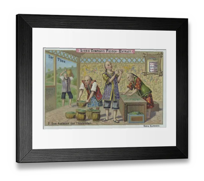 Framed Print : Series The Tea, Selecting the Tea Leaves Framed Print : Series The Tea, Selecting the Tea Leaves