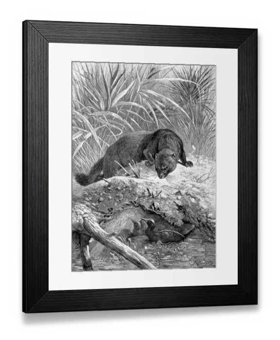 Framed Print : European mink (Mustela lutreola)