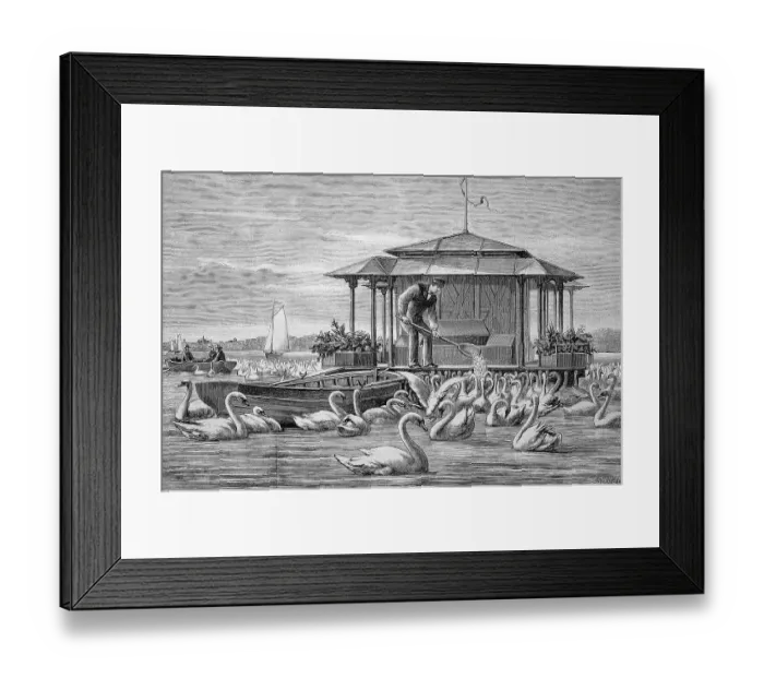 Framed Print : Man feeding the swans around 1890 Framed Print : Man feeding the swans around 1890