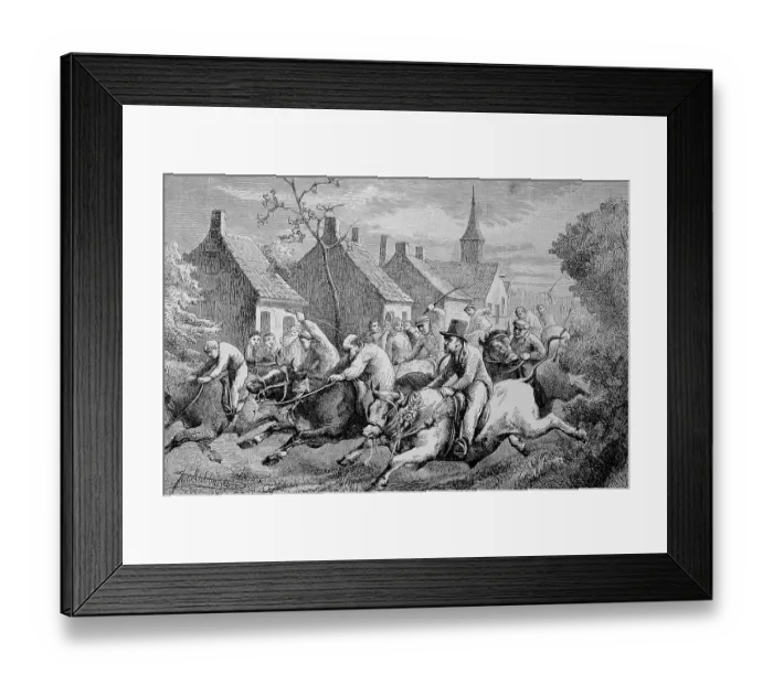 Framed Print : The Ox Races in Braeschaet, Belgium