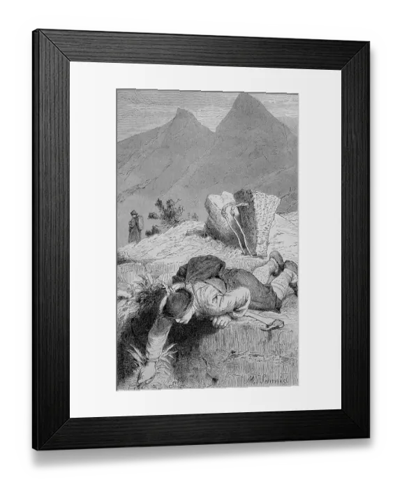 Framed Print : Man digging for roots of, Gentian (Gentiana)