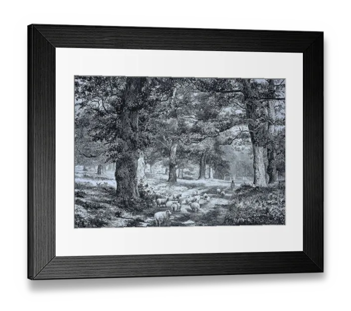 Framed Print : Sheep among old oaks In Sherwood Forest