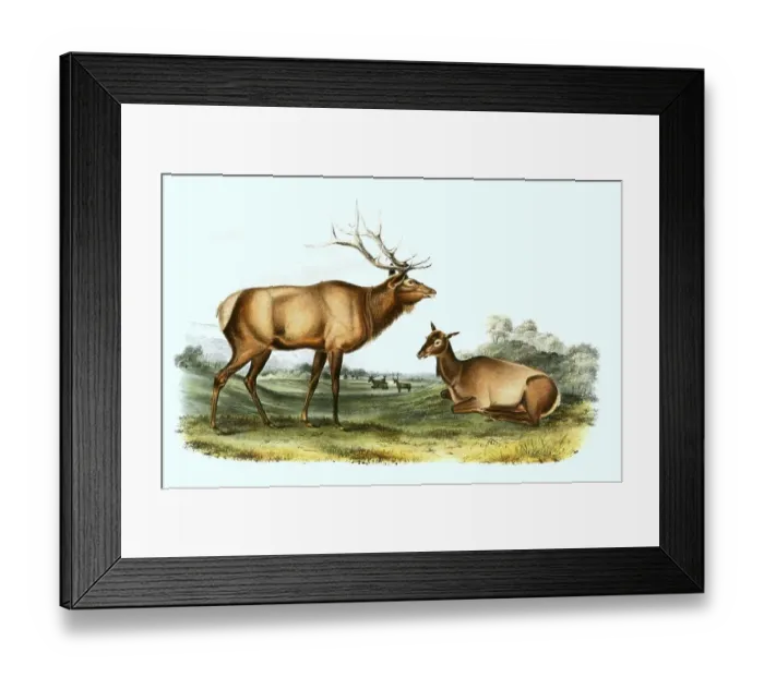 Framed Print : American elk (Cervus canadensis) Framed Print : American elk (Cervus canadensis)
