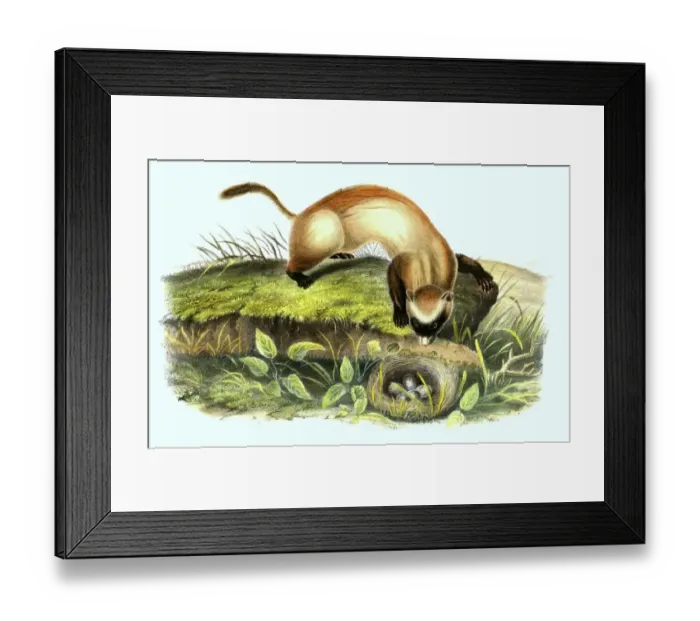 Framed Print : Black-footed tilapia (Mustela nigripes) Framed Print : Black-footed tilapia (Mustela nigripes)