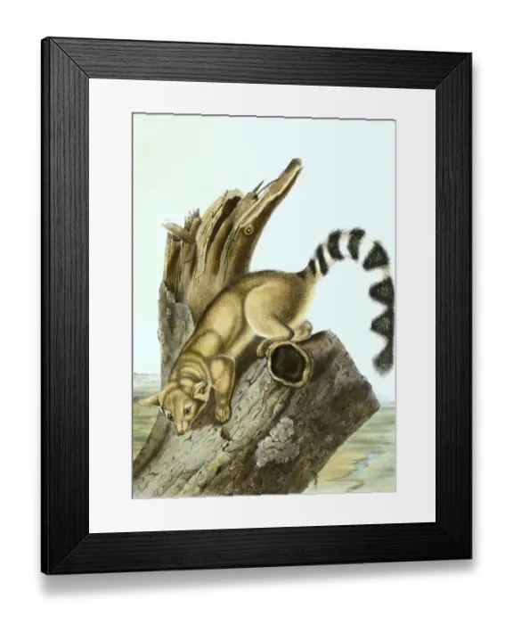 Framed Print : North American cat ferret (Bassariscus astutus)