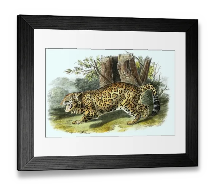 Framed Print : Jaguar (Panthera onca), digitally restored reproduction of an original from the 19th century Framed Print : Jaguar (Panthera onca), digitally restored reproduction of an original from the 19th century