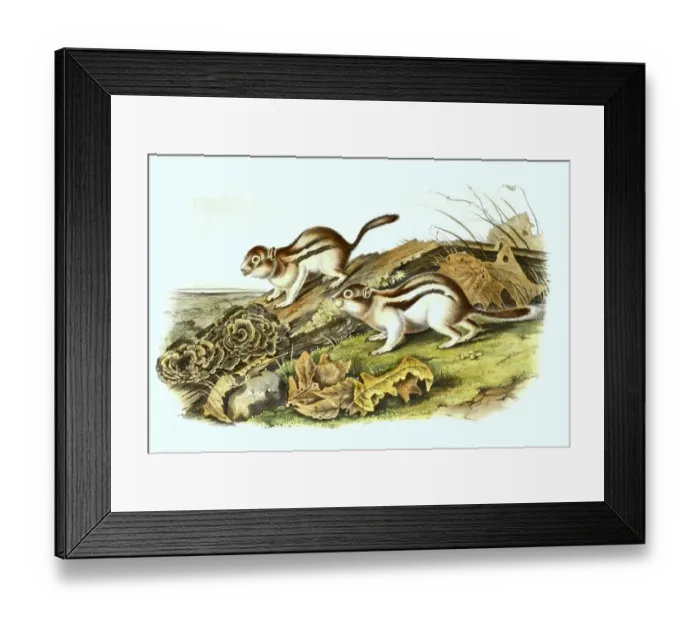 Framed Print : Marmot (Marmota), digitally restored reproduction of an original from the 19th century Framed Print : Marmot (Marmota), digitally restored reproduction of an original from the 19th century